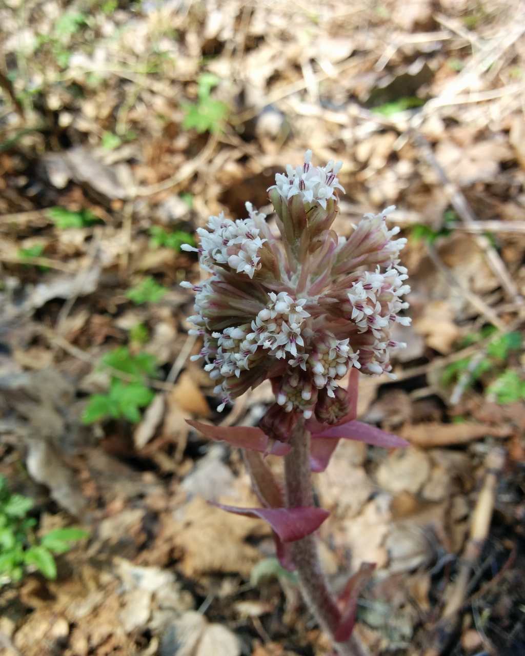Petasites hybridus / Farfaraccio maggiore